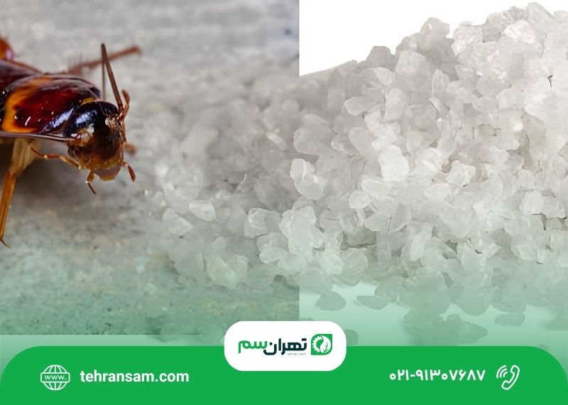 آیا جوهر نمک برای از بین بردن سوسک مؤثر است؟ آیا جوهر نمک برای از بین بردن سوسک مؤثر است؟