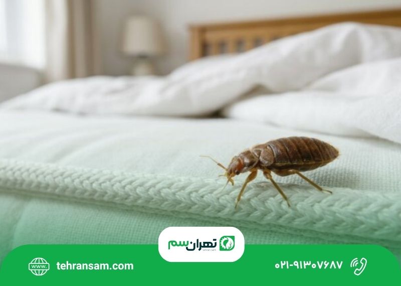 برای از بین بردن ساس در خانه چه کار کنیم؟ (1)