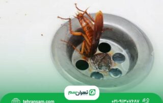 بهترین روش برای از بین بردن سوسک در خانه چیست؟