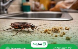 چرا آشپزخانه من سوسک دارد؟ ۸ عامل جذب سوسک به منزل